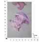 DRUK NA PŁÓTNIE Z APLIKACJAMI MEDUZA -A- 80X3,8X120 cm
